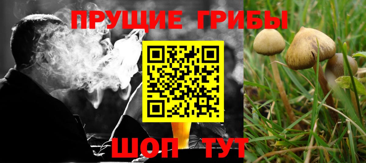 Подольск  Псилоцибиновые грибы Psilocybine cubensis  Вход с VPN  Псилоцибиновые грибы Psilocybe 